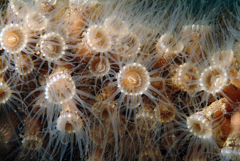 Epizoanthus arenaceus